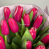 Малиновые тюльпаны, 15 шт